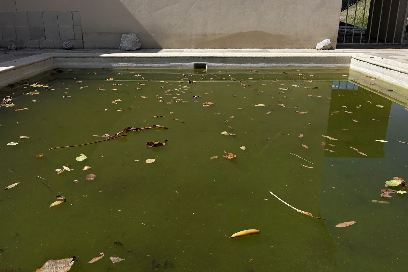 A neglected pool, opaque green with leaves floating on the surface.